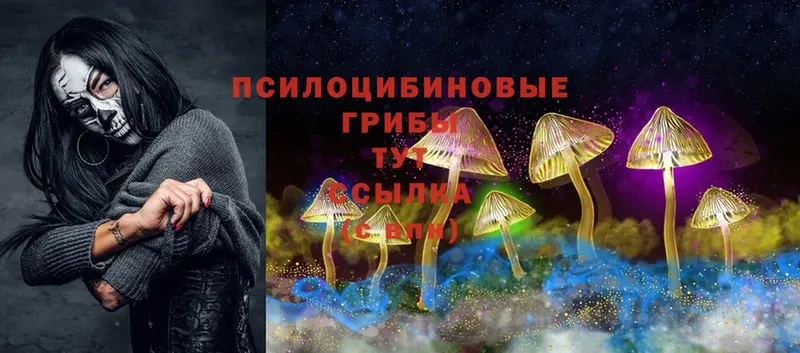 магазин    Оса  Псилоцибиновые грибы Psilocybine cubensis 